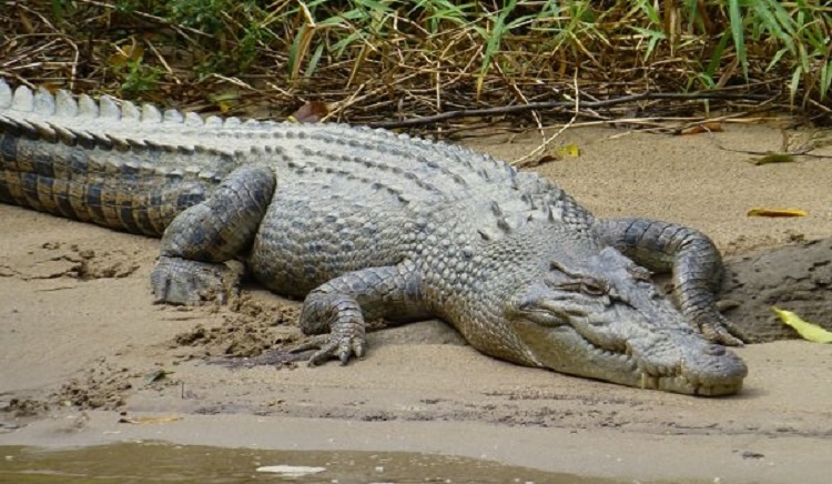 krokodil-1.jpg